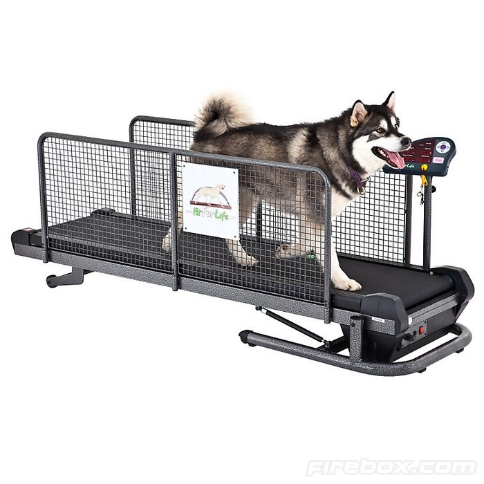 Car 4 pet. Беговая дорожка для собак Dog Treadmill. Беговая дорожка для собак MASTERGROOM №1. Тренажер для собак Беговая дорожка. Водяная Беговая дорожка для собак.